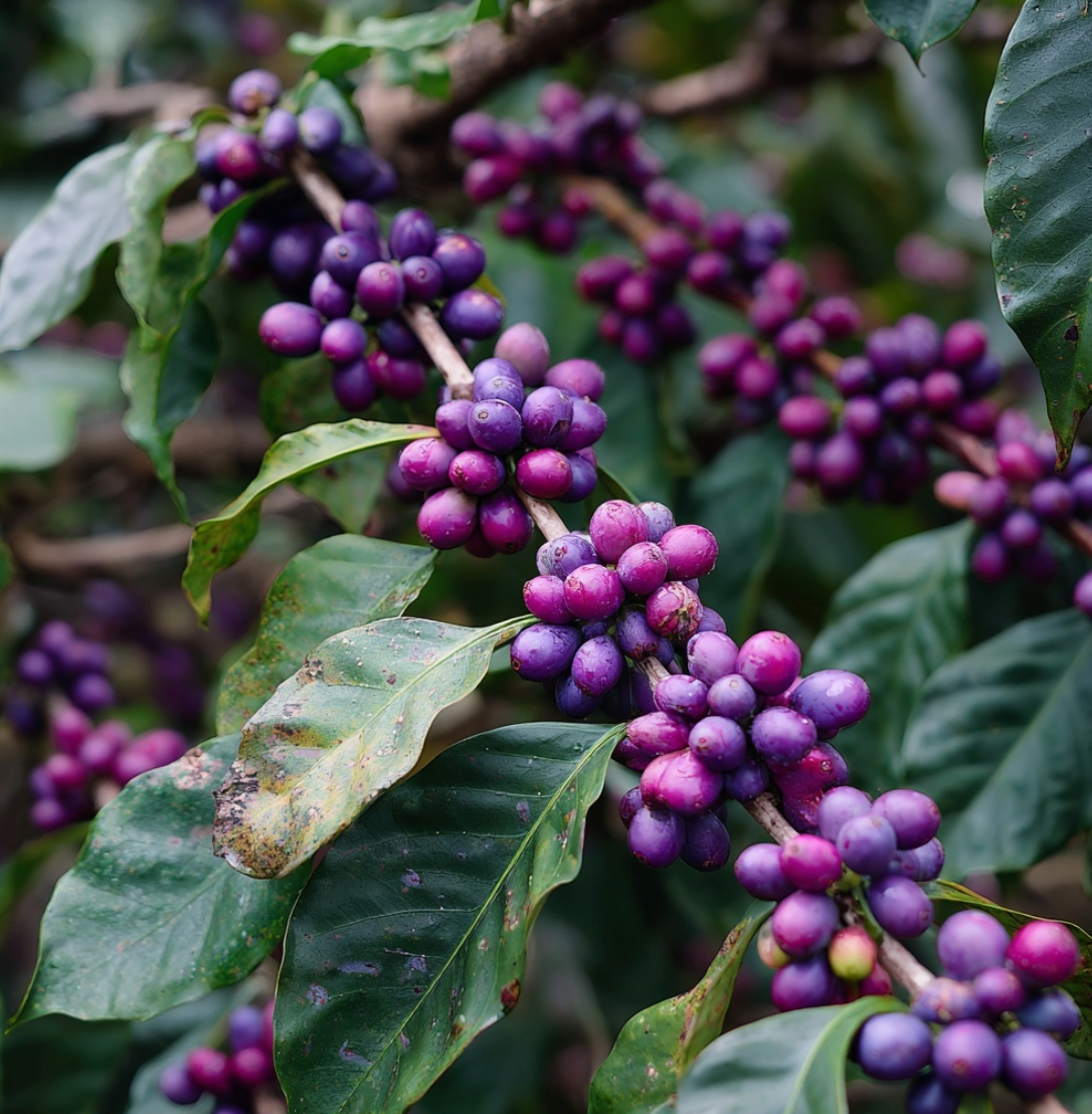 Where is the best coffee in the world found ?