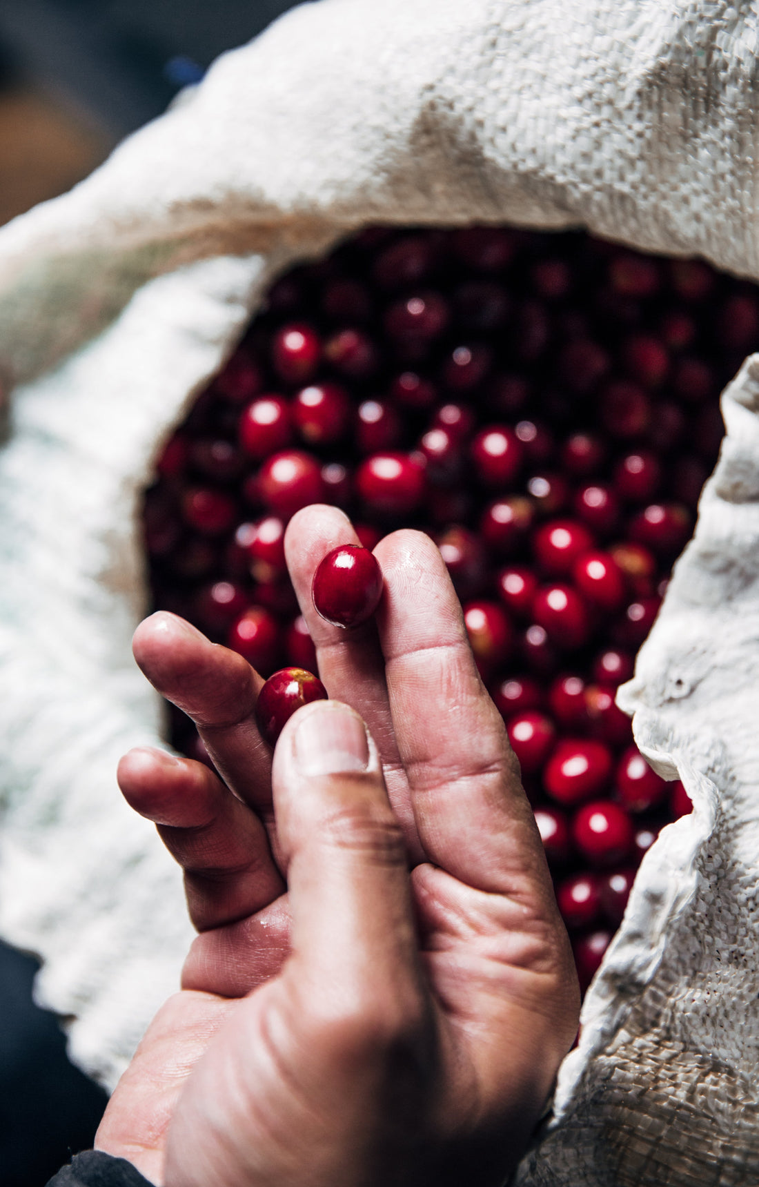 Why Specialty Coffee is Worth Every Penny : A Beginner's Guide