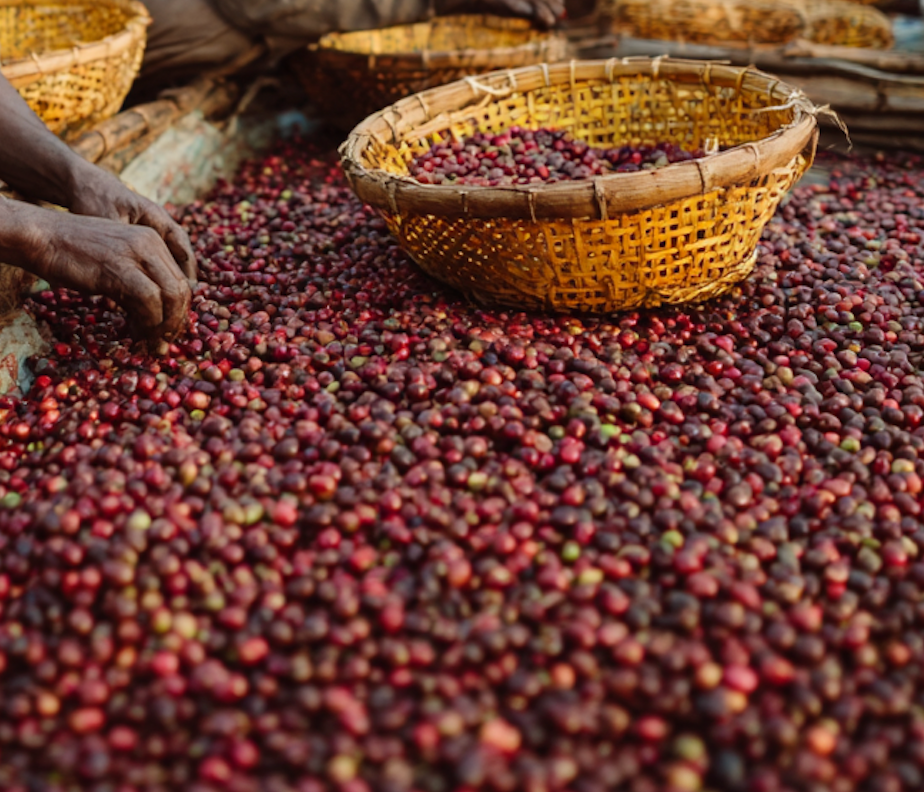 Ermias Naremo Kokose 74158 - Natural Ethiopia