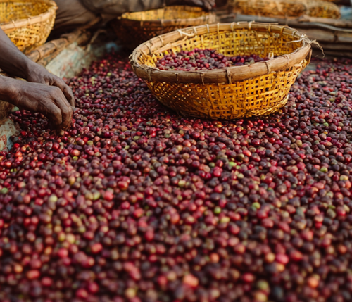 Ermias Naremo Kokose 74158 - Natural Ethiopia