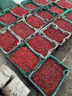 Golden Gardens Shai’an - Ibb Heirloom - Natural Yemen