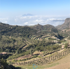 Golden Gardens Shai’an - Ibb Heirloom - Natural Yemen