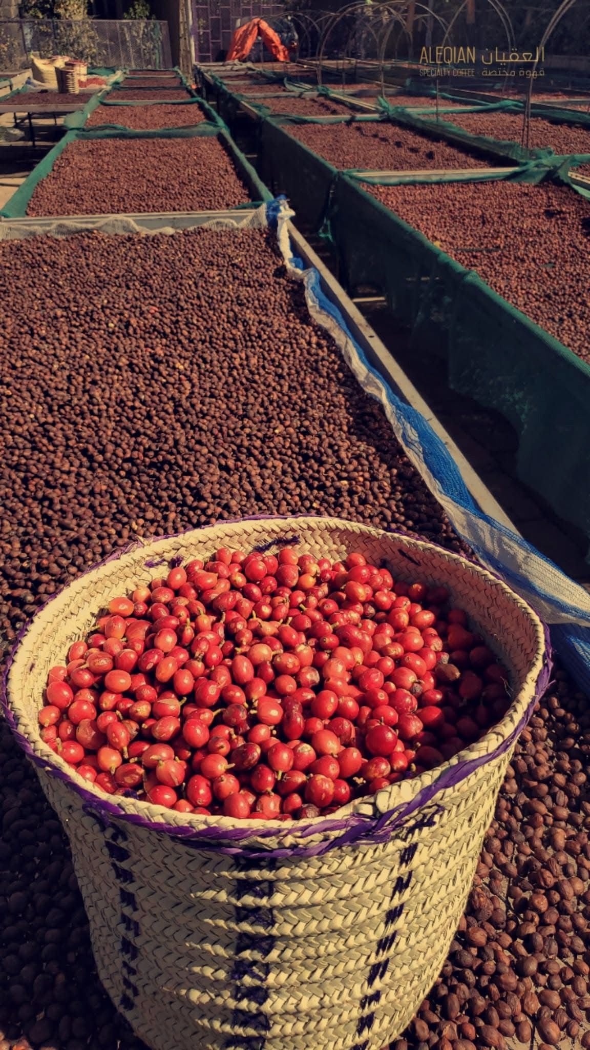 Saleh Ahmed Mansur Somarah - Ibb Typica - Natural Yemen